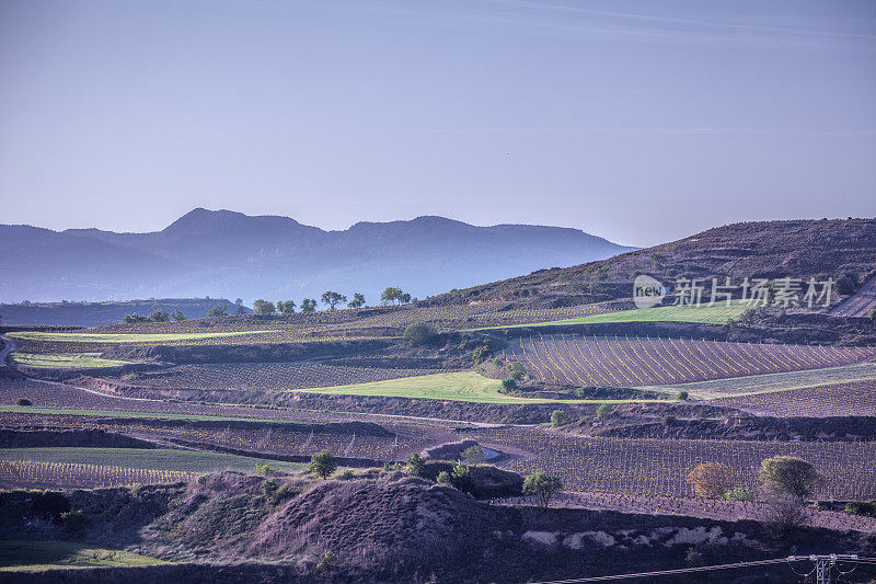 西班牙巴斯克地区里奥哈·阿拉维萨(Rioja Alavesa)春季葡萄园